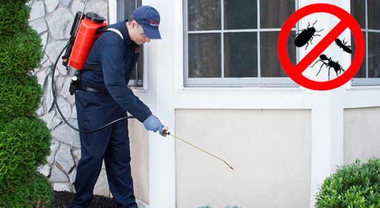 Kavak Hamam Böceği İlaçlama böcek ilaçlama ve haşere kontrolü — ilaclama-tr.com